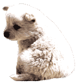 犬