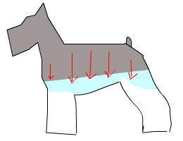 ミニチュアシュナウザートリミング_腹わきバリカンのかけ方