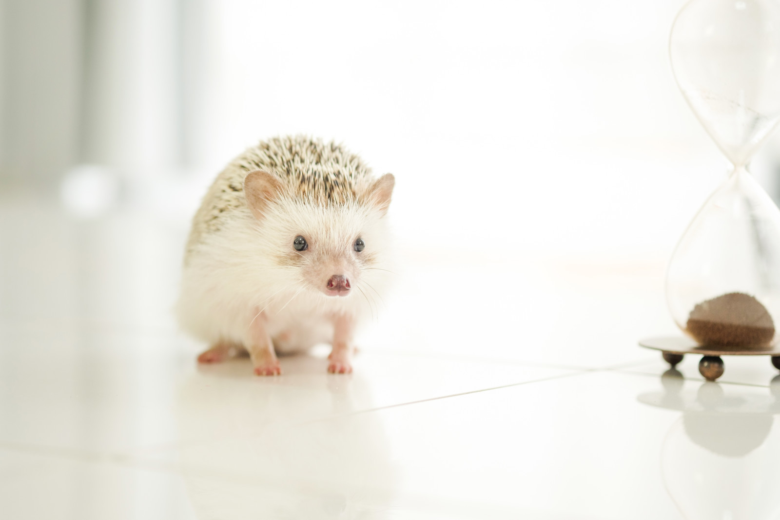 中国産のフードにお気をつけください！