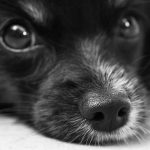 犬の病気とワクチン