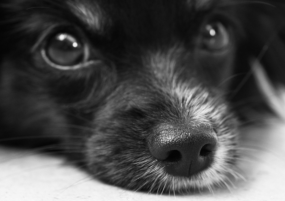 犬の病気とワクチン
