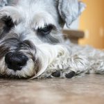 ミニチュアシュナウザーのトリミング方法メニュー一覧