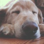 犬の発情期、妊娠期間