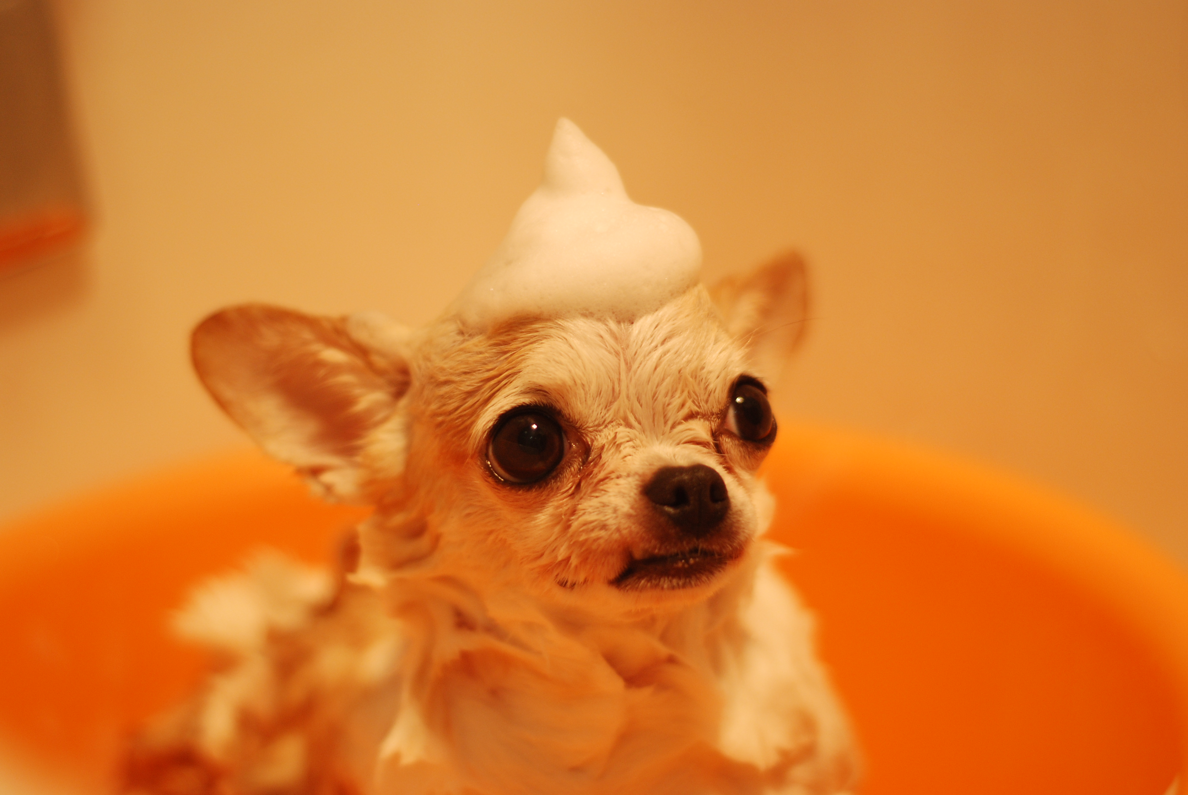 犬の健康の秘訣