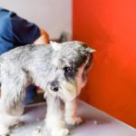 ミニチュアシュナウザーのバリカンがけ