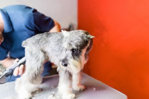 ミニチュアシュナウザーのバリカンがけ