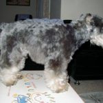 ミニチュアシュナウザートリミング前のボサボサ