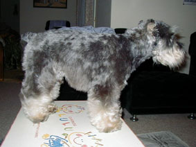 ミニチュアシュナウザートリミング前のボサボサ