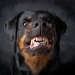 犬のけんせい症候群