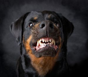 犬のけんせい症候群