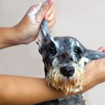 シュナウザーのトリミング方法