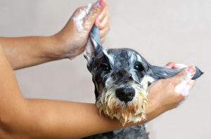 シュナウザーのトリミング方法