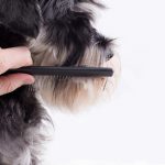シュナウザーのトリミング方法ハサミでカット