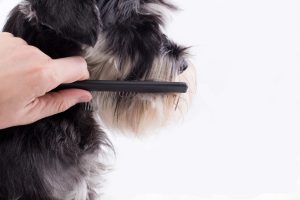 シュナウザーのトリミング方法ハサミでカット